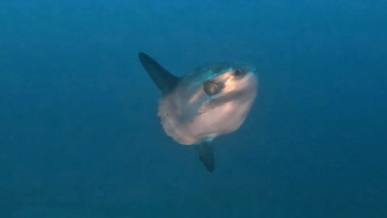 Molamola