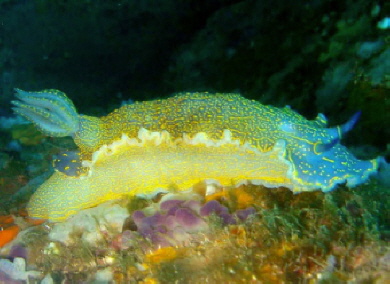 Nacktkiemenschnecke