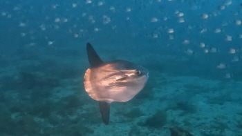 albatros-diving.ch